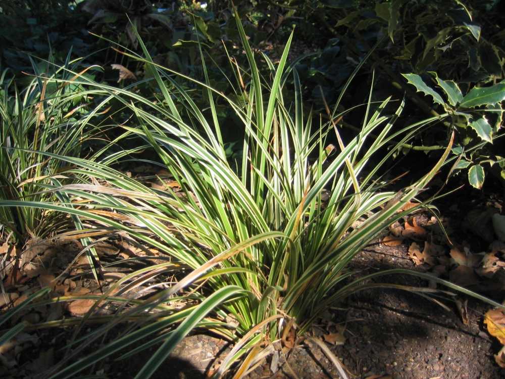 Carex morrowii 'Aureovariegata' (Goldrand-Segge)